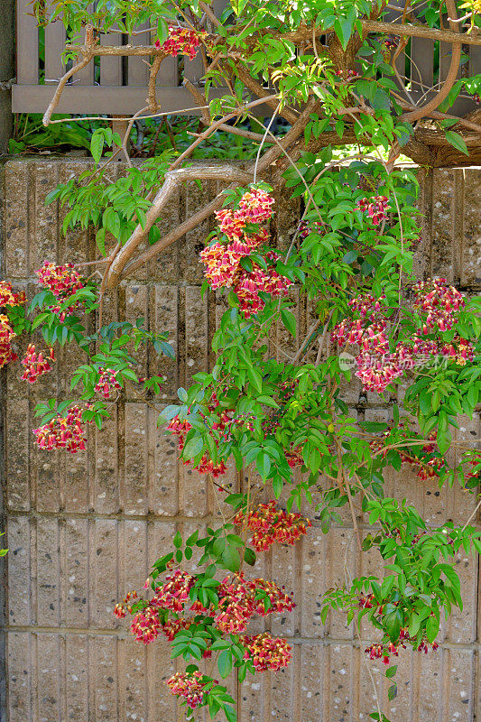 Bignonia capreolata /交叉藤